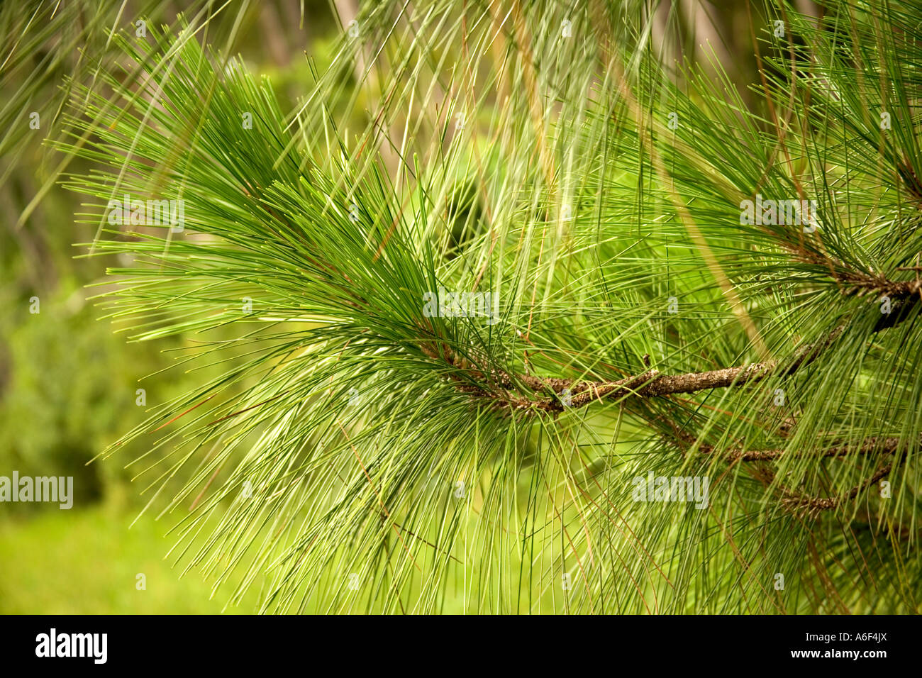 Longleaf Pine branch showing needles, Florida Stock Photo