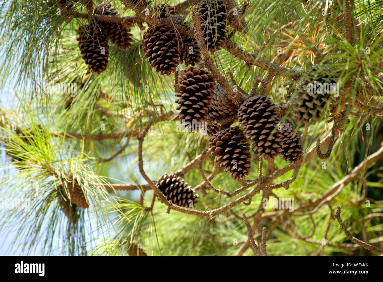 Longleaf Pine showing cones, Florida Stock Photo
