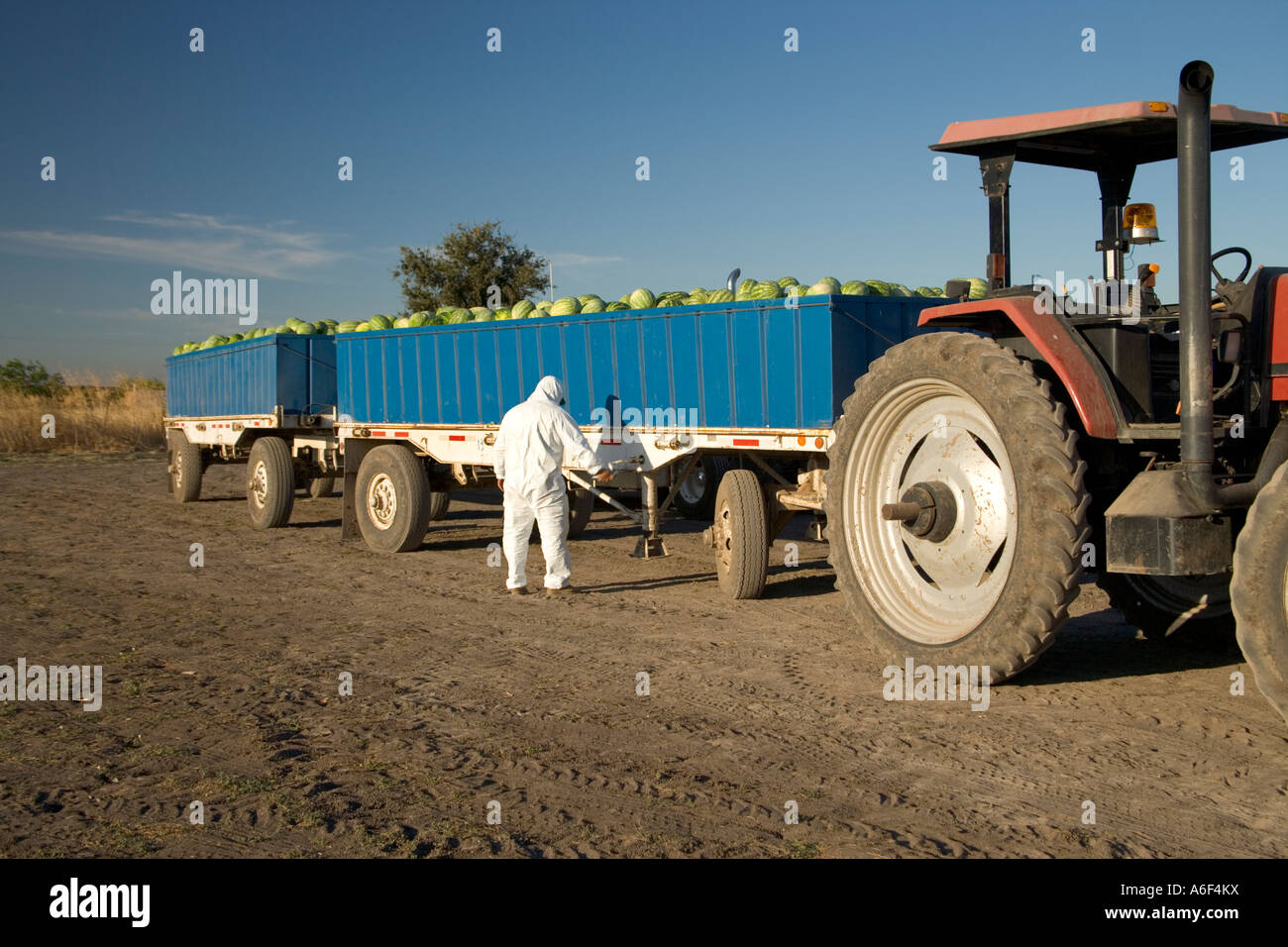 Worker securing field trailer, watermelon harvest, Stock Photo