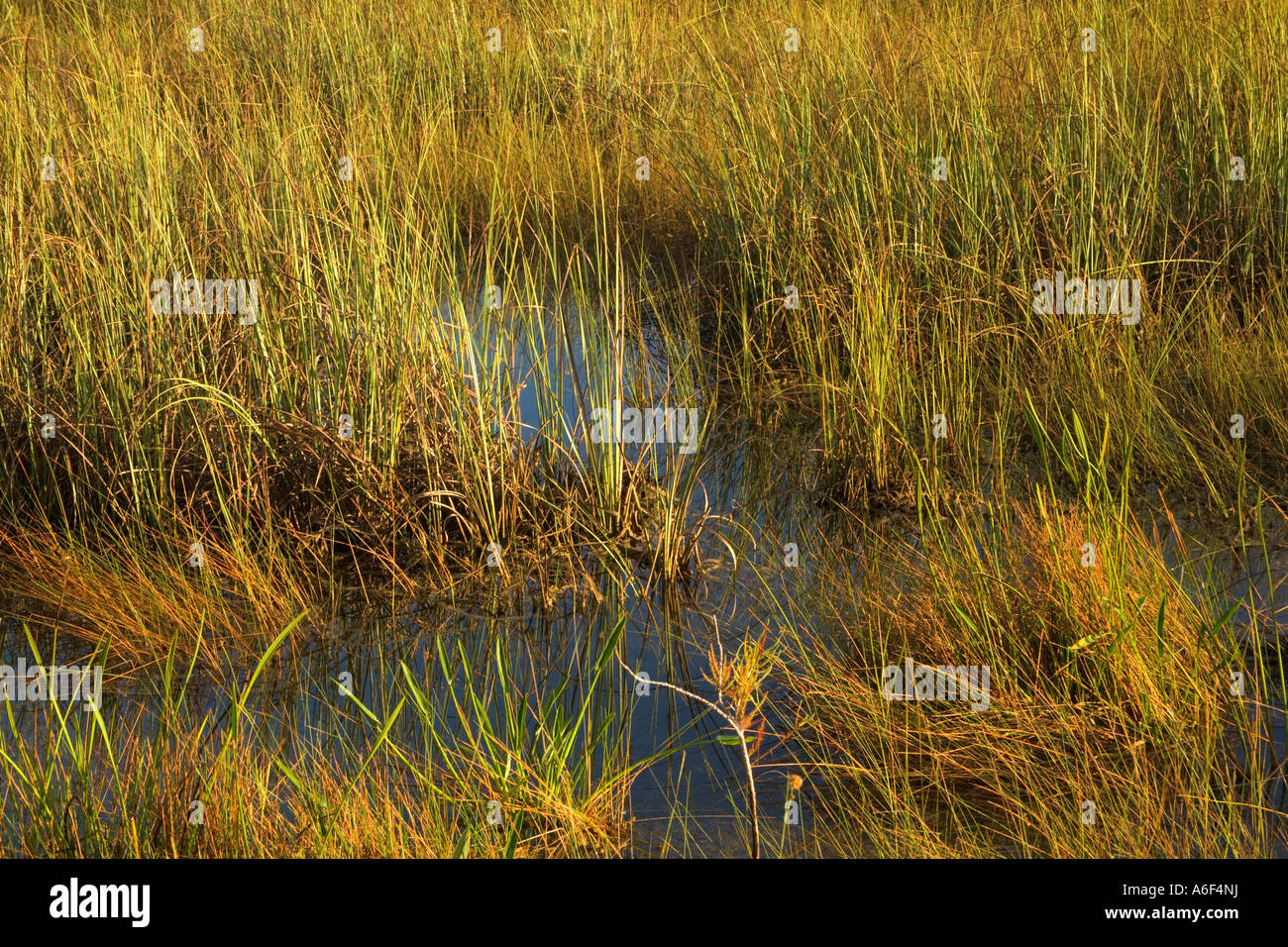 Sawgrass, marsh, Florida Stock Photo