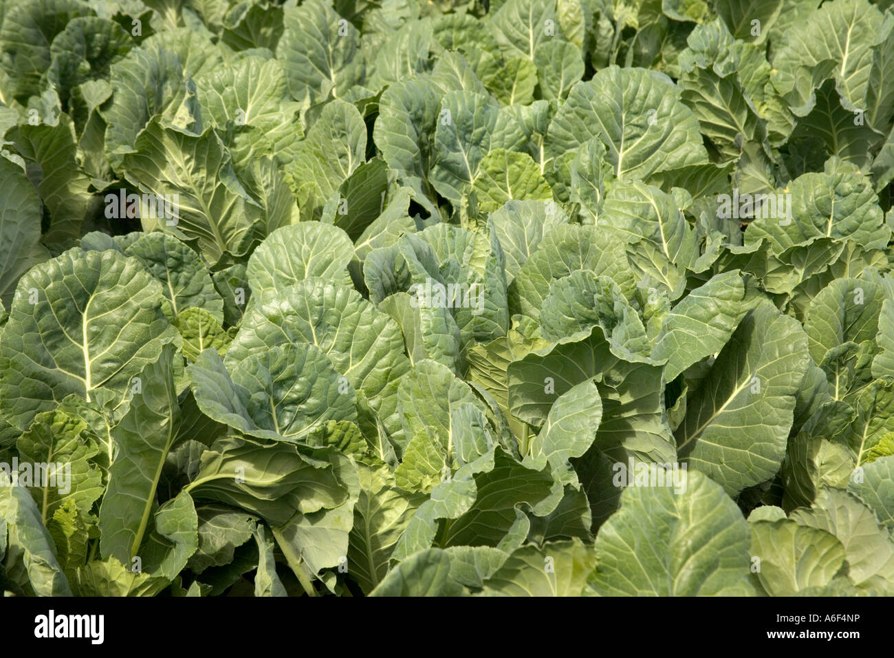 Mature collard greens growing, Stock Photo Alamy