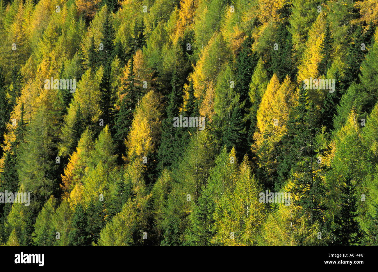 Golden larch hi-res stock photography and images - Alamy