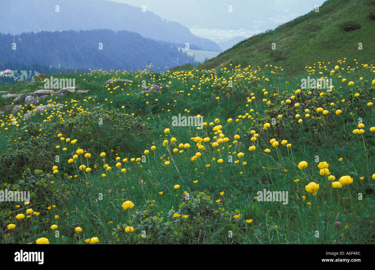 Meadow with globe flower in the Alps Stock Photo