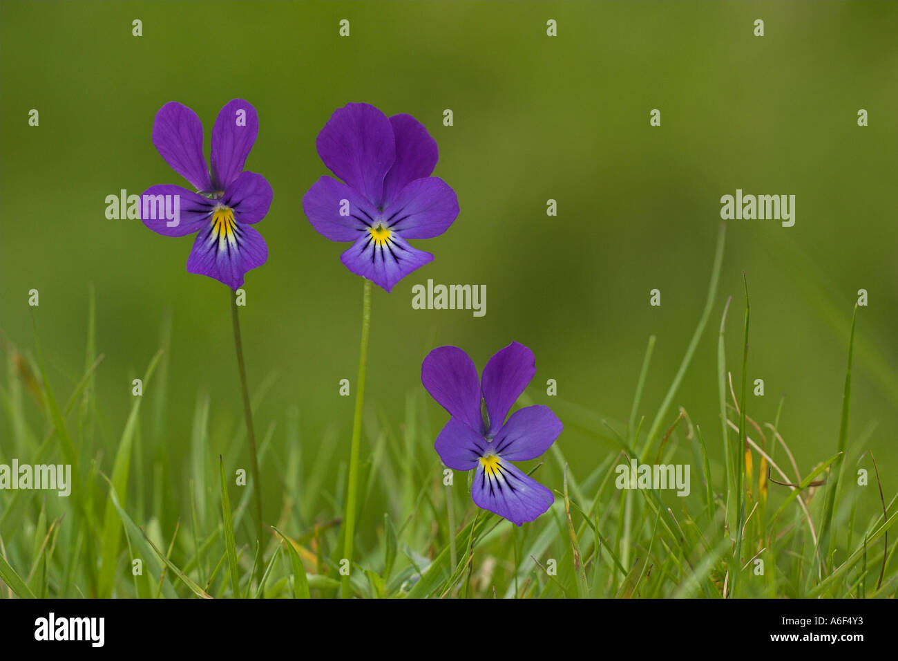 A group of three Mountain Pansies Viola lutea growing in sheep grazed grassland in Scotland Stock Photo