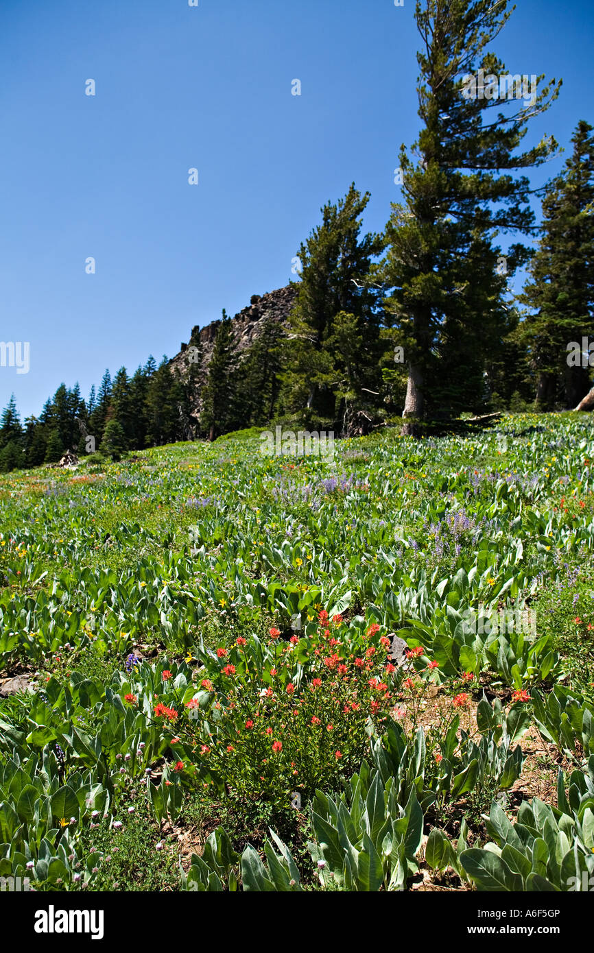 CALIFORNIA Lake Tahoe Ward Creek to Twin Peaks hiking trail Indian Paint brush and wildflowers in meadow near summit Stock Photo