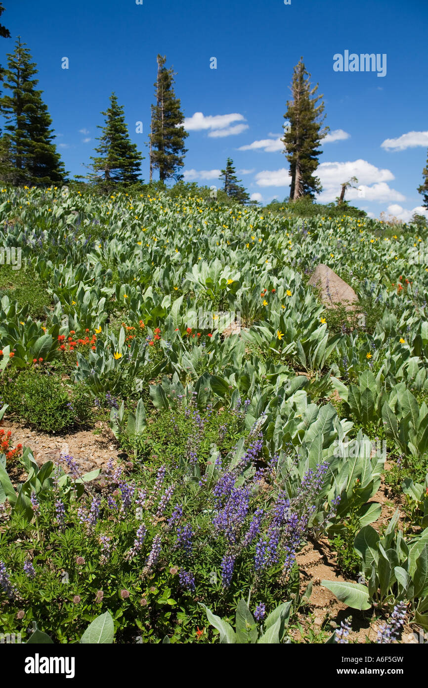 CALIFORNIA Lake Tahoe Wildflowers near summit Ward Creek to Twin Peaks hiking trail Lupine Mule Ears Stock Photo