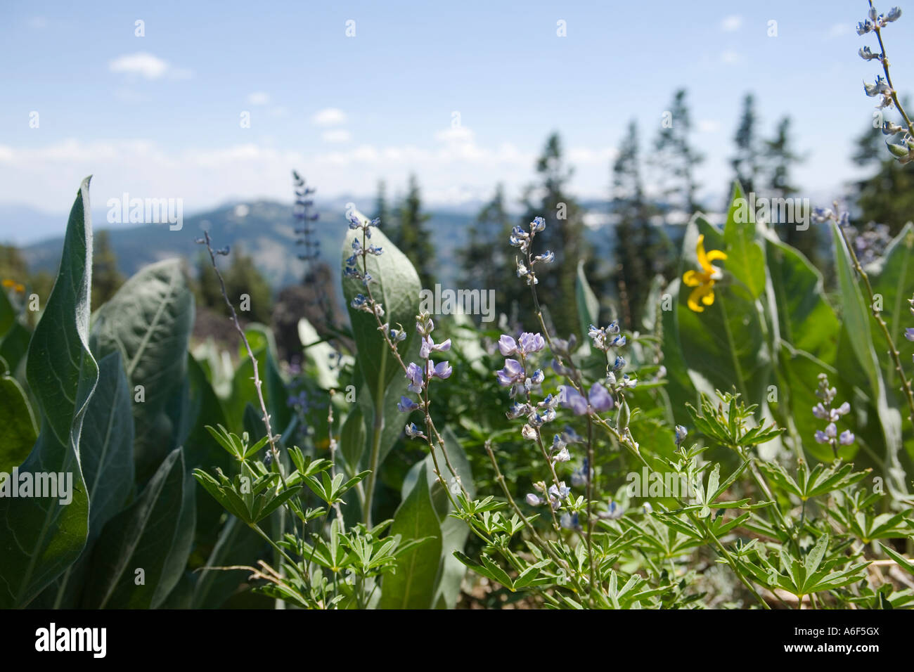 CALIFORNIA Lake Tahoe Wildflowers near summit Ward Creek to Twin Peaks hiking trail Lupine Mule Ears Stock Photo