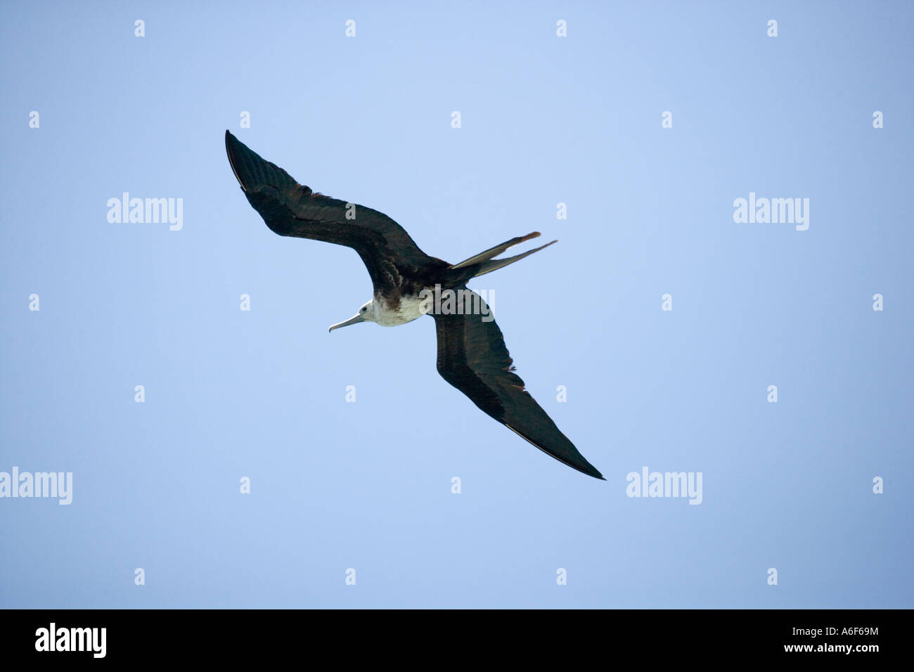 Female Magnificent Frigatebird Fregata magnificens in flight Galapagos Ecuador Stock Photo