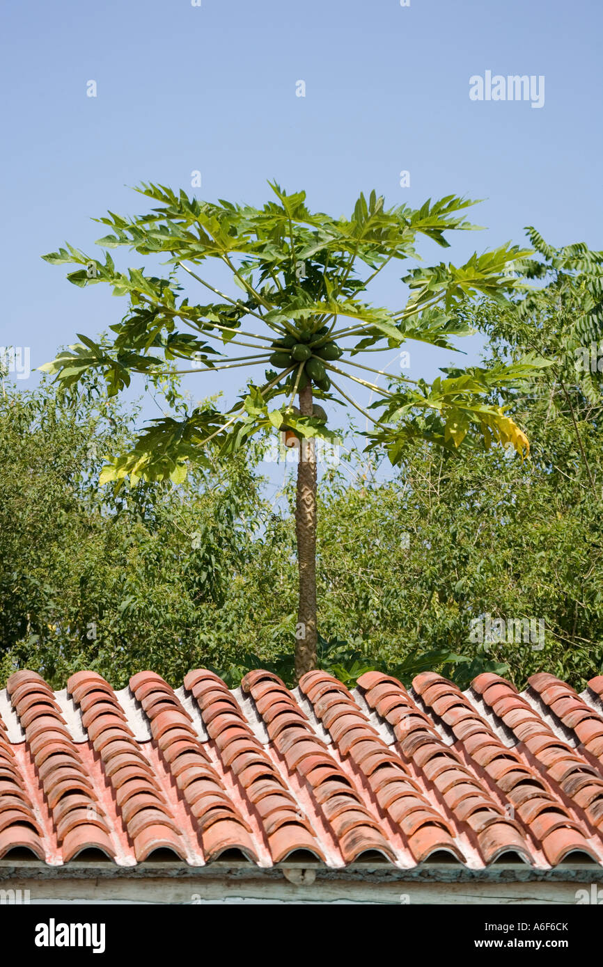 A papaya tree in a garden on the Island of Santa Cruz Galapagos Stock ...