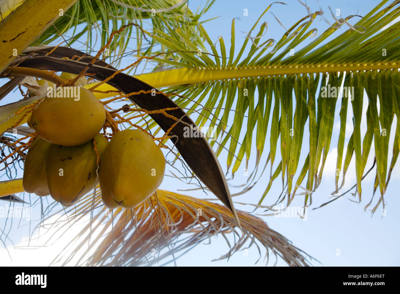 BELIZE Ambergris Caye Coconuts hanging in palm tree Stock Photo Alamy