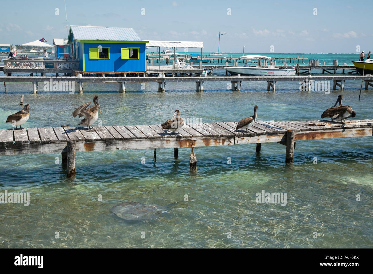 BELIZE San Pedro Ambergris Caye Brown pelicans on wooden dock and in water sting rays in shallow water Stock Photo