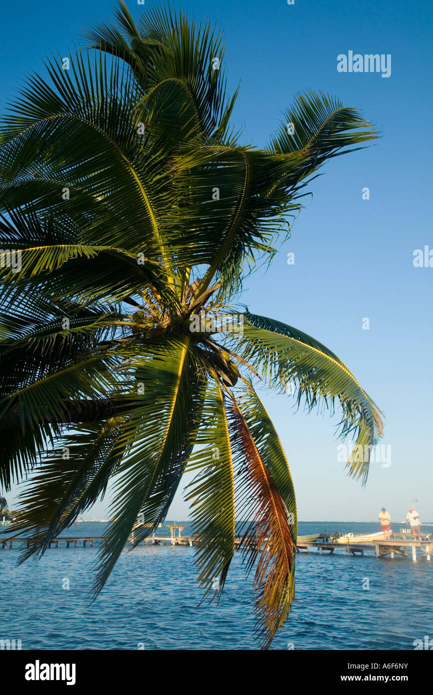 BELIZE Ambergris Caye Coconuts and branches of palm tree over Caribbean