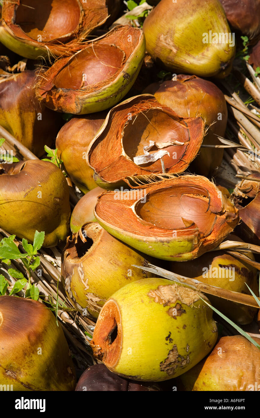 BELIZE Ambergris Caye Opened coconuts and unopened in pile along shore
