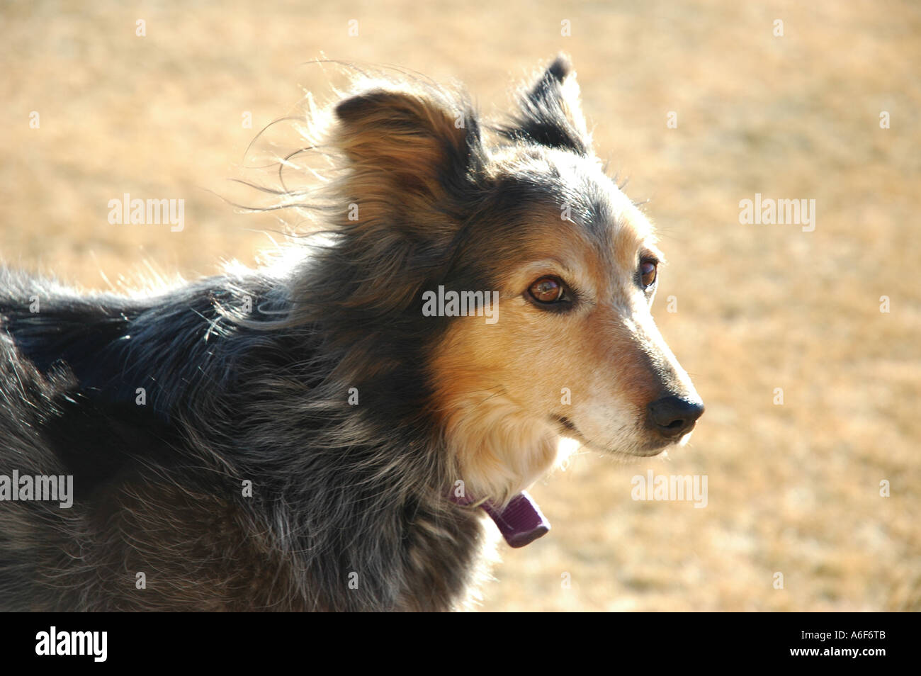 Scooter the dog Stock Photo Alamy