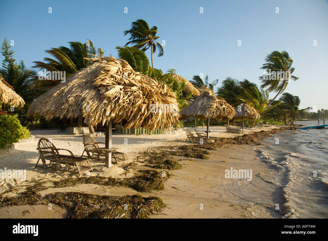 BELIZE Ambergris Caye Seaweed on beach along shore thatched umbrellas chaise lounge chairs waves in water Stock Photo