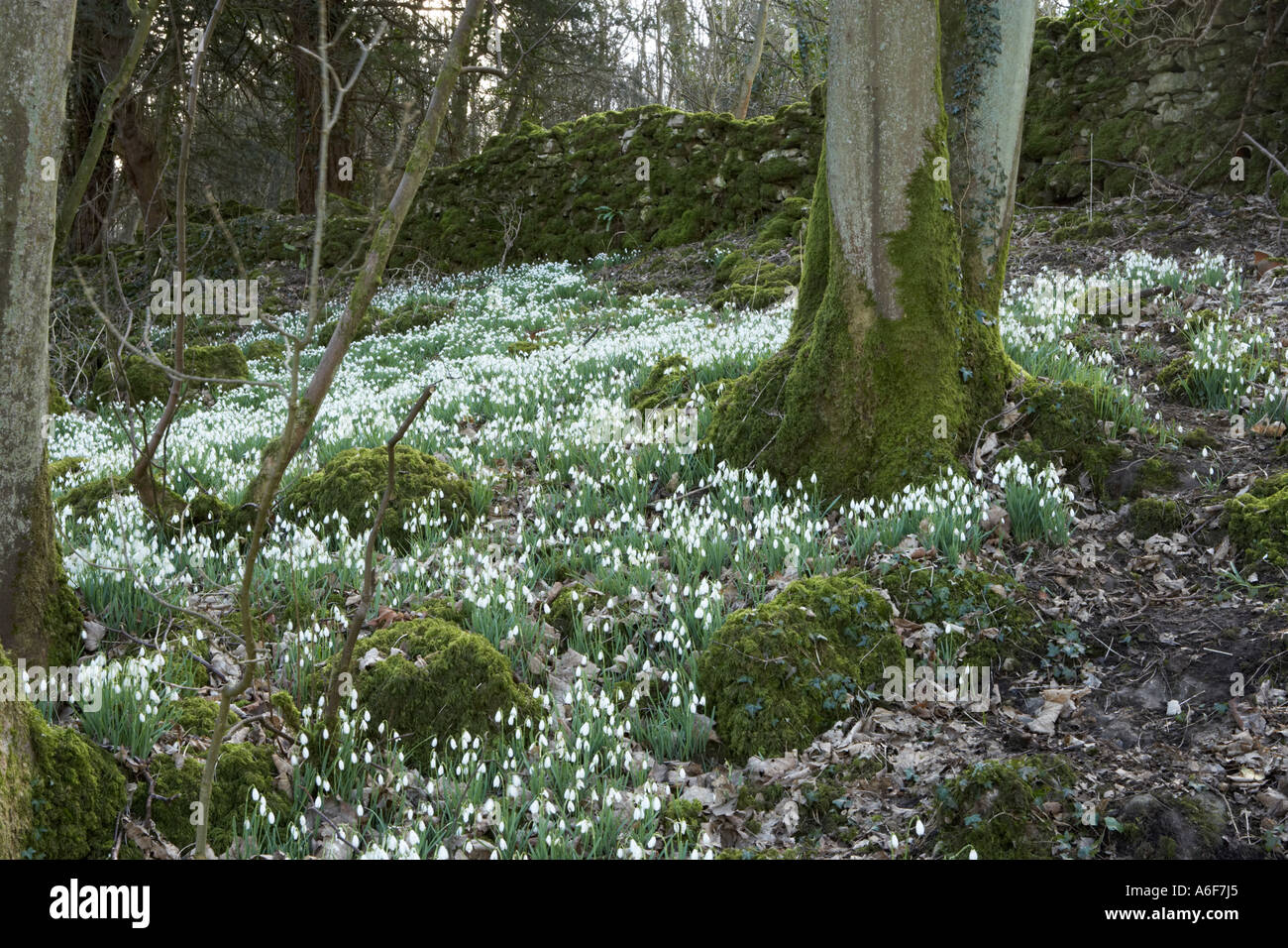 Snowdrops growing in an English woodland Stock Photo