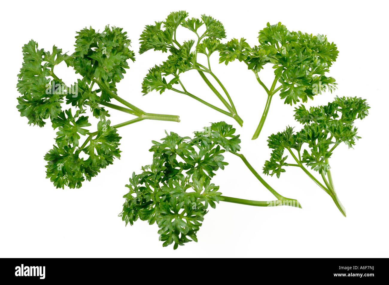 Spices Coriander leaves with white background Stock Photo Alamy