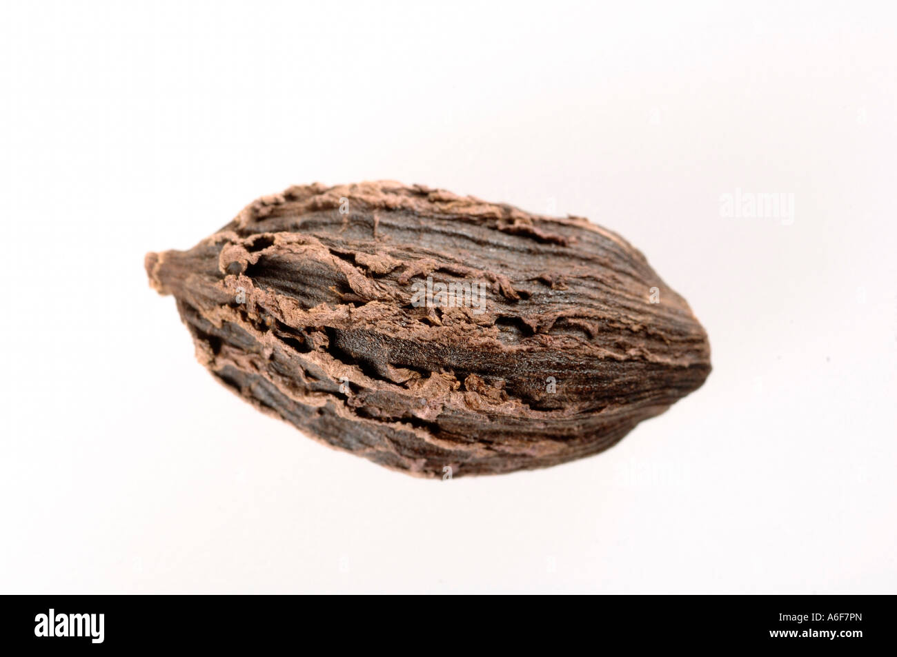 Spices One Black Large Cardamom with white background Stock Photo