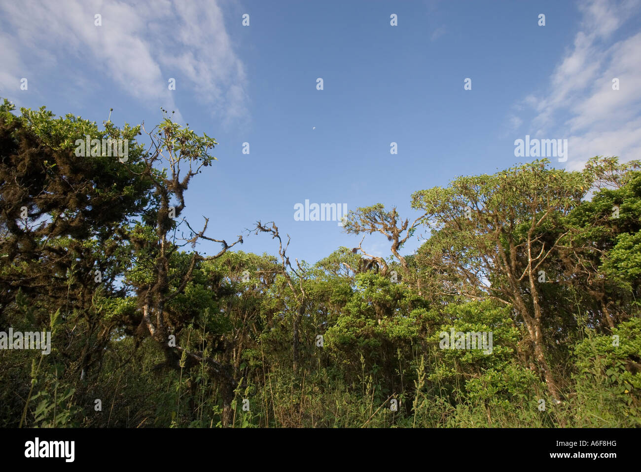 Scalesia trees Scalesia pedunculata on the island of Santa Cruz in the Galapagos Archipelago Pacific Ocean Ecuador Stock Photo