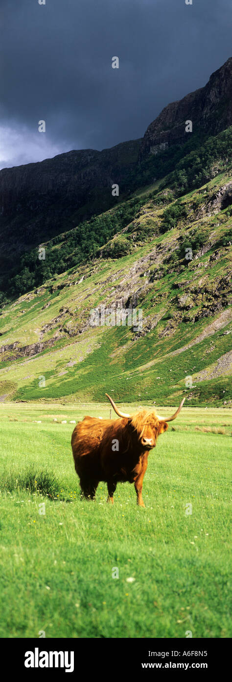 Highland Cow in Glen Coe Highlands of Scotland UK Stock Photo - Alamy
