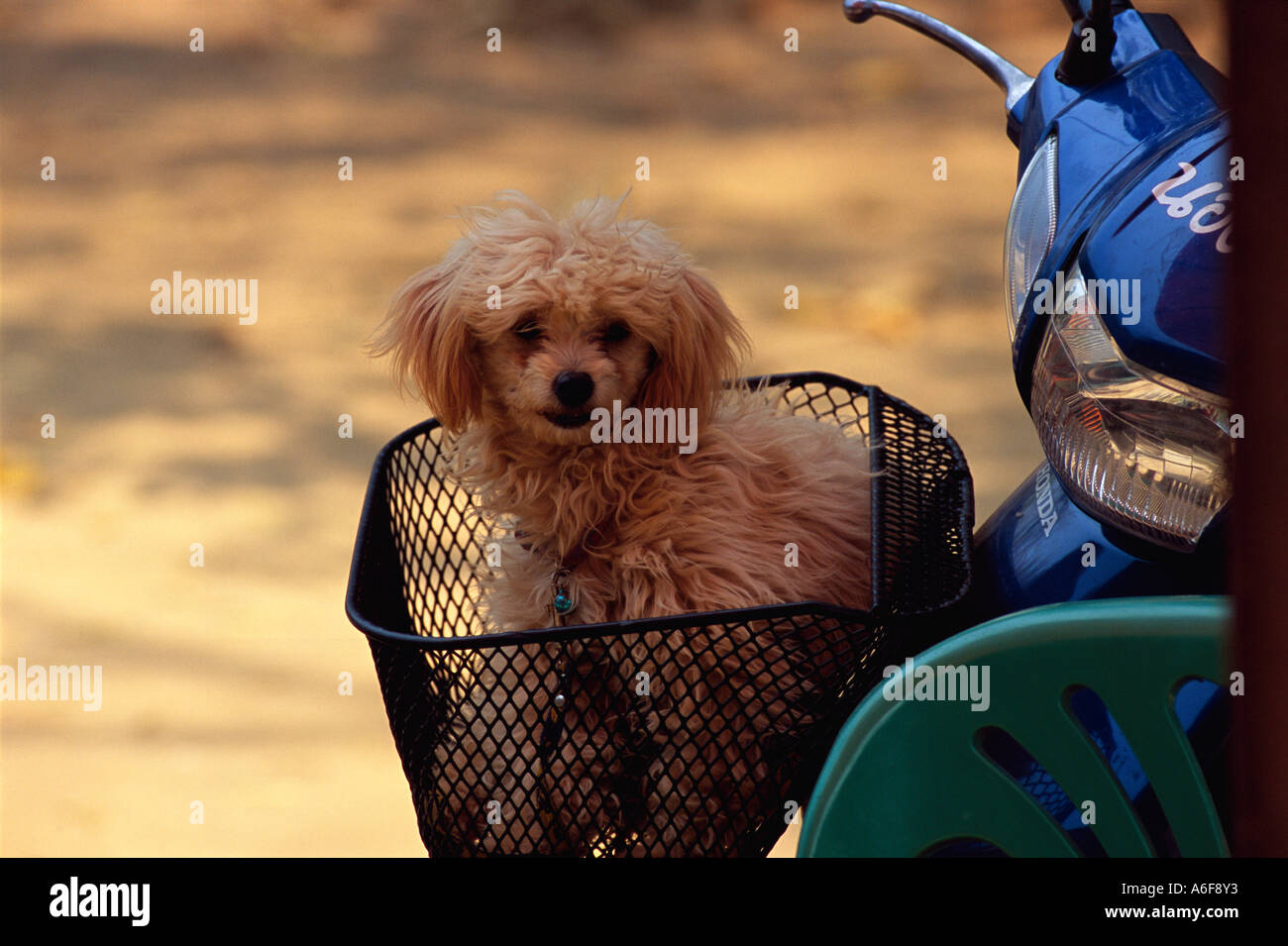 Dog in basket scooter hires stock photography and images Alamy