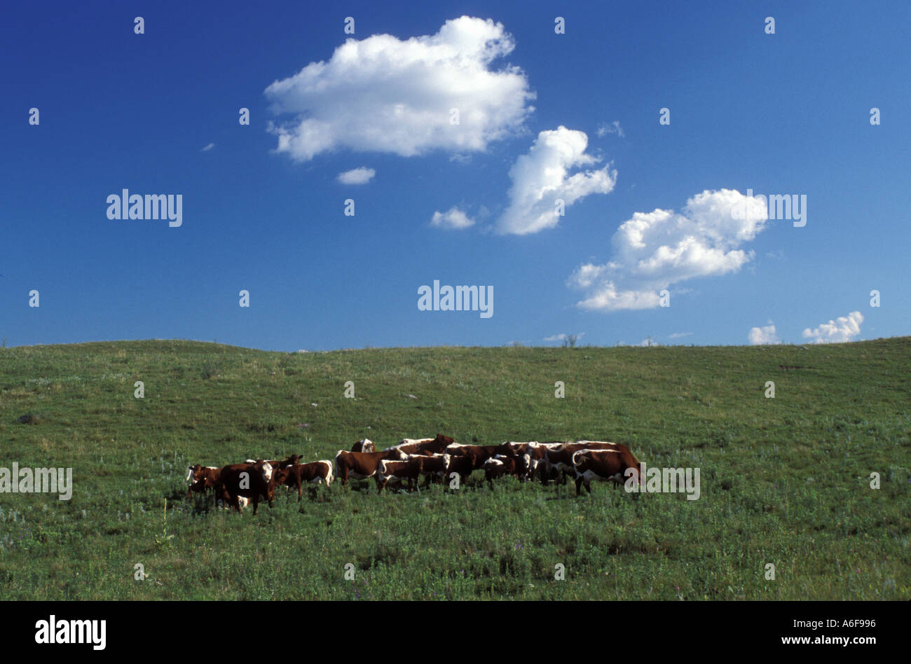 American minnesota rural farming hi-res stock photography and images ...