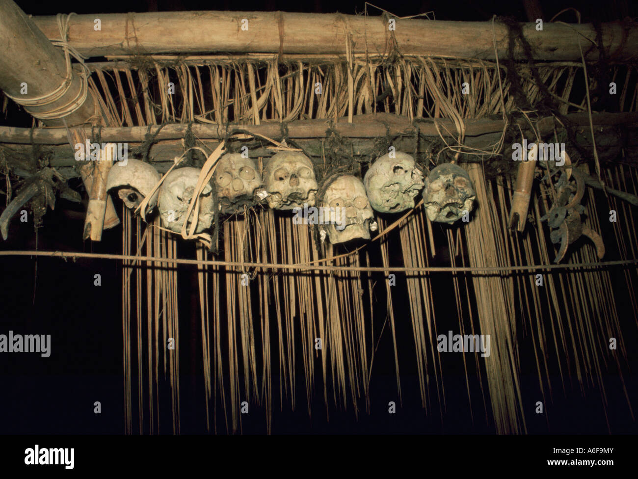 Headhunter Trophies Borneo Stock Photo Alamy
