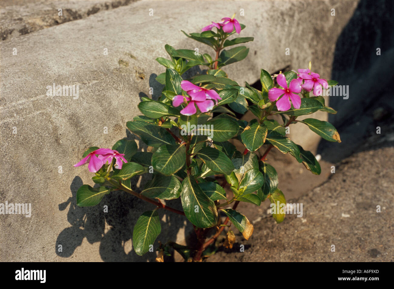 Flowers in pavement crack hi-res stock photography and images - Alamy