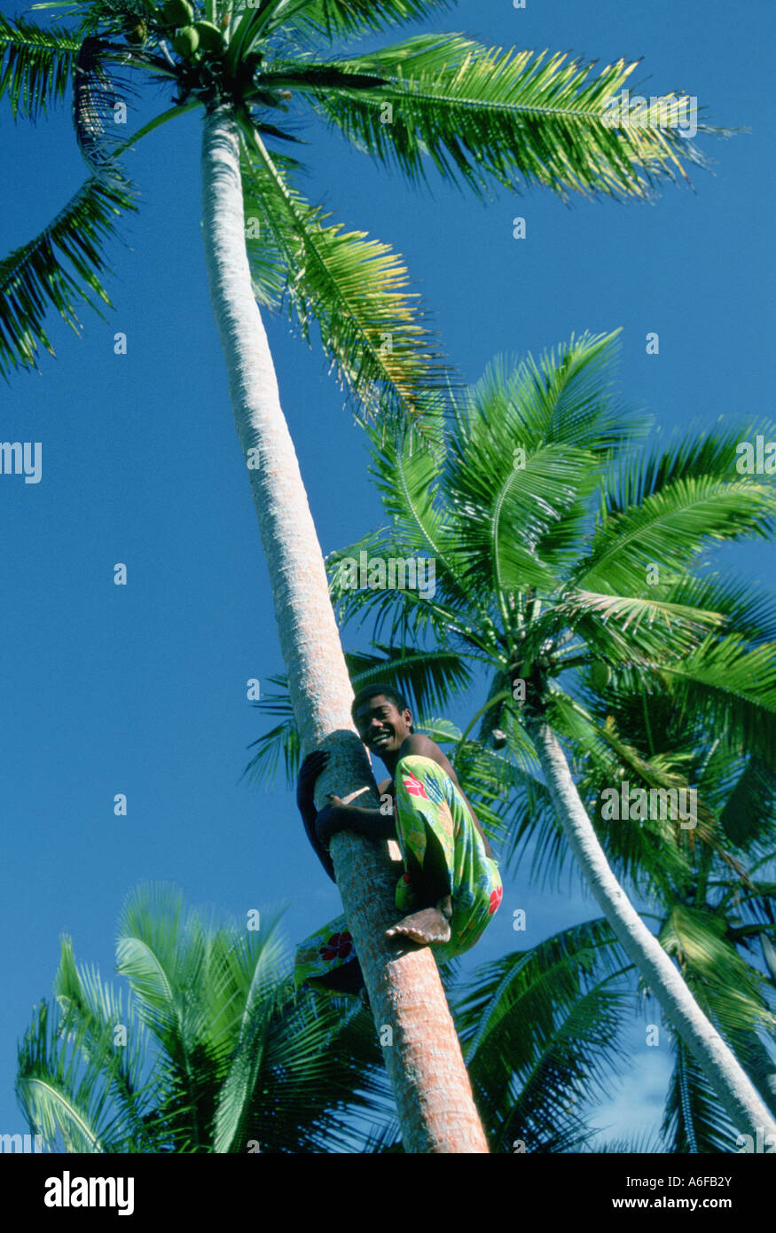 Coconut tree climber Fiji Stock Photo - Alamy