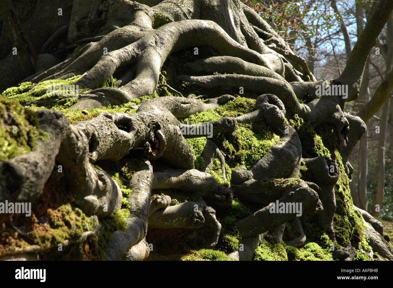 interesting shaped tree roots on the weald of Kent, England Stock Photo ...