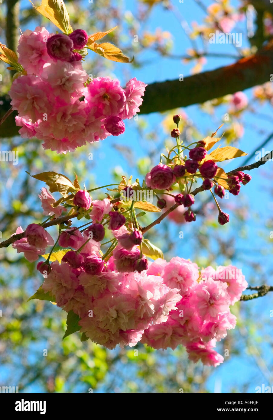 Hanging cluster cherry blossoms hi-res stock photography and images - Alamy