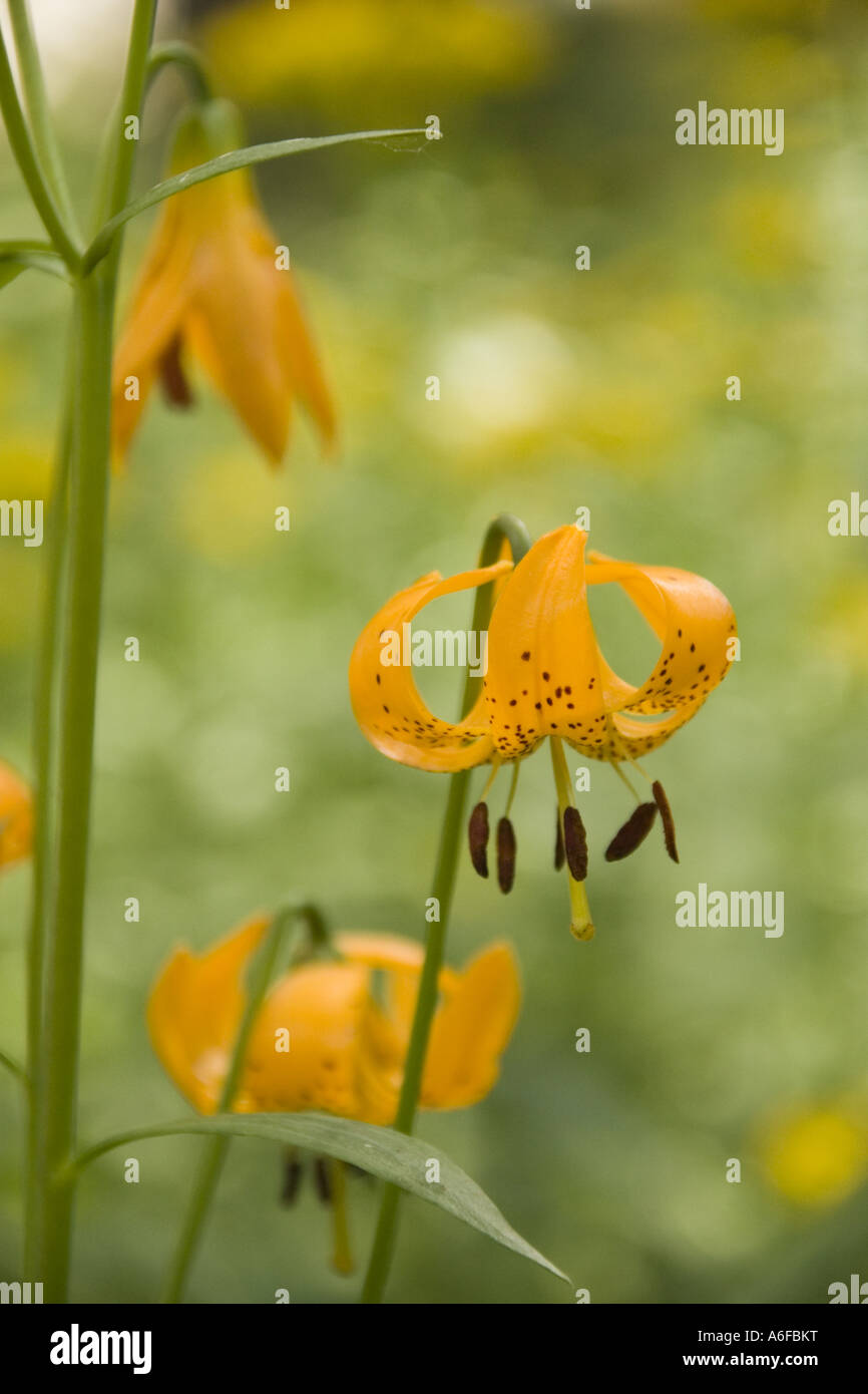 California tiger lily hires stock photography and images Alamy