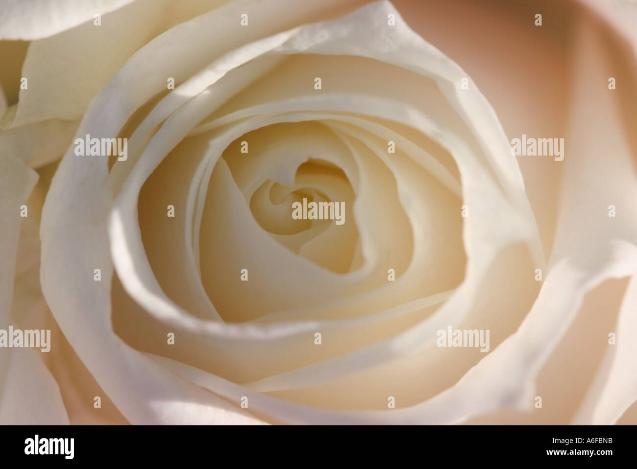 Close up shot of a white rose Stock Photo - Alamy