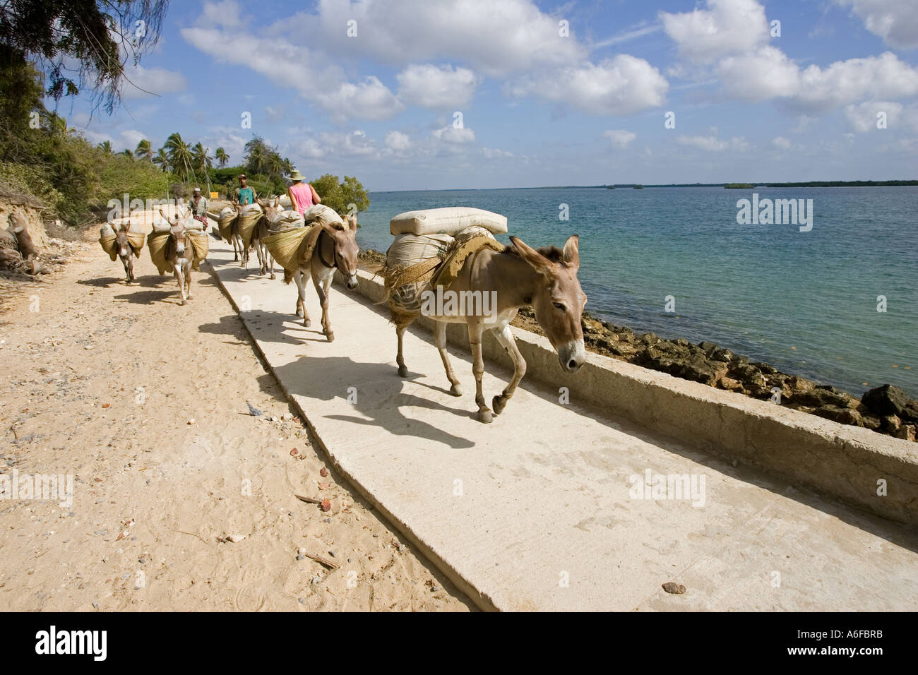 Donkeys carrying loads on waterfront at Lamu Island Kenya No vehicles