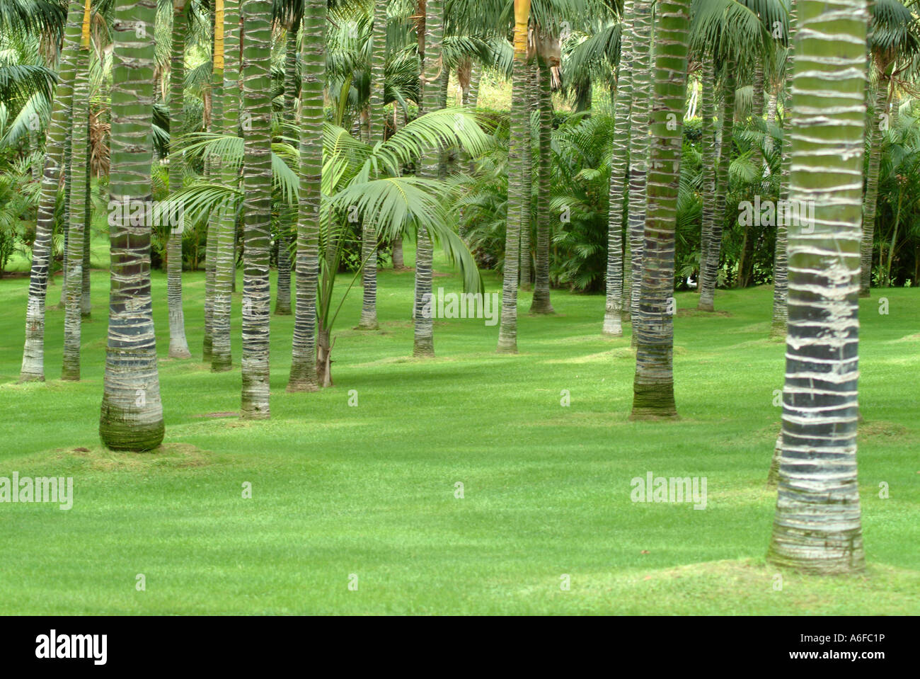 palmtrees on lawn Palmen auf Rasen im Park Stock Photo