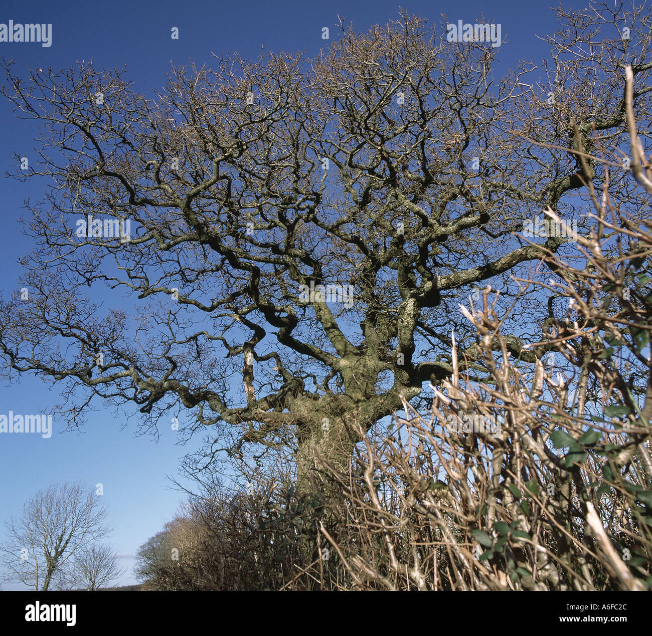 Leafless oak tree in winter Quercus robur large and twisted in a Devon hedgerow in January Stock Photo