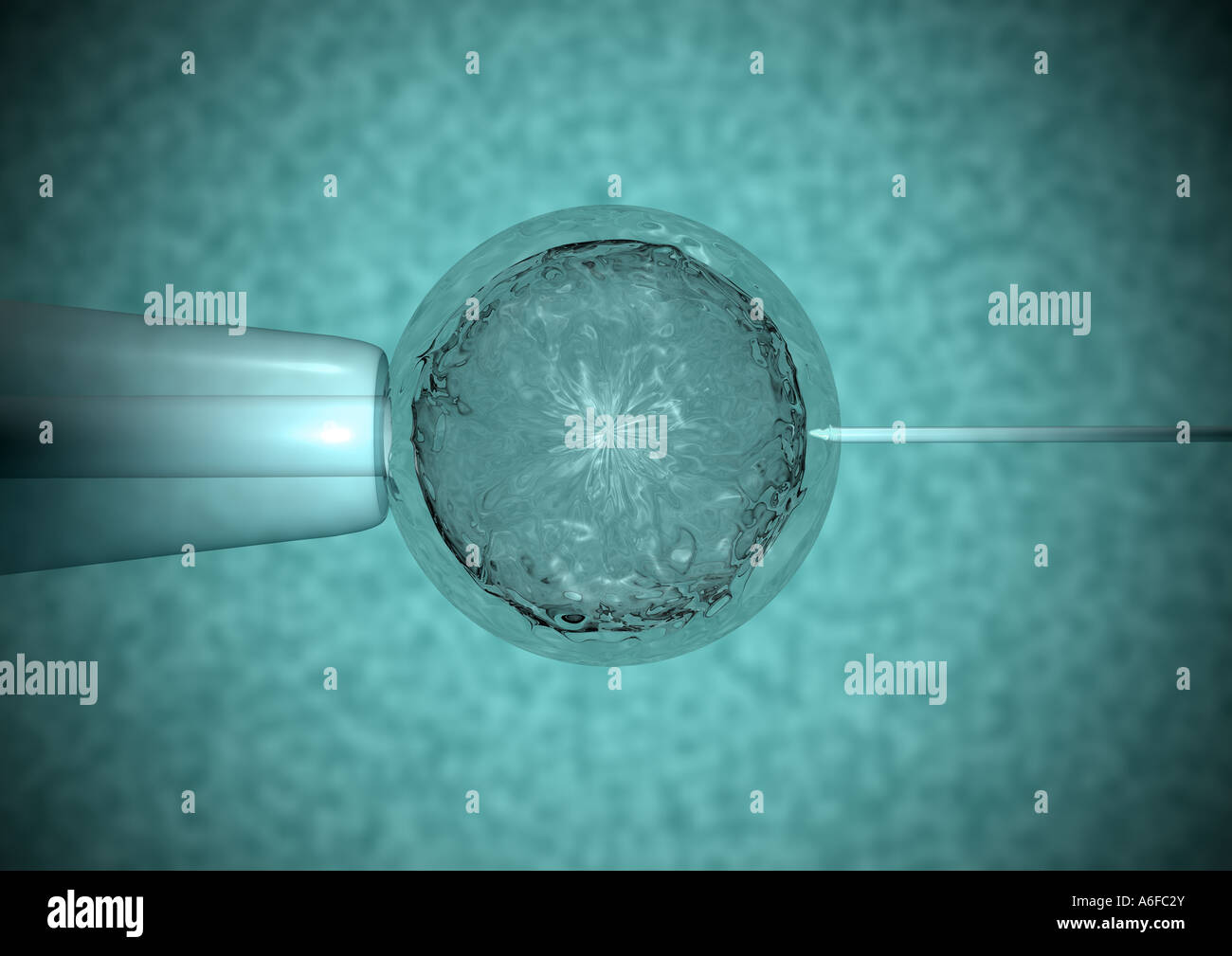 In Vitro Fertilisation Patchclamp mit anhängender Zelle Eizelle und ...