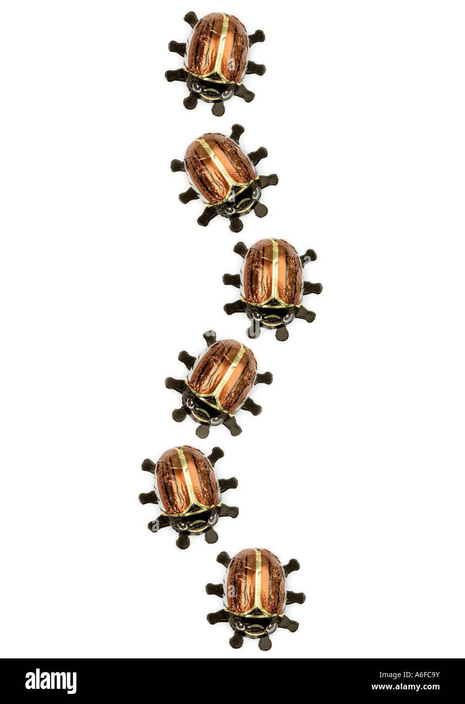 chocolate june bug cockchafer in a row Maikäfer aus Schokolade in einer Reihe Stock Photo