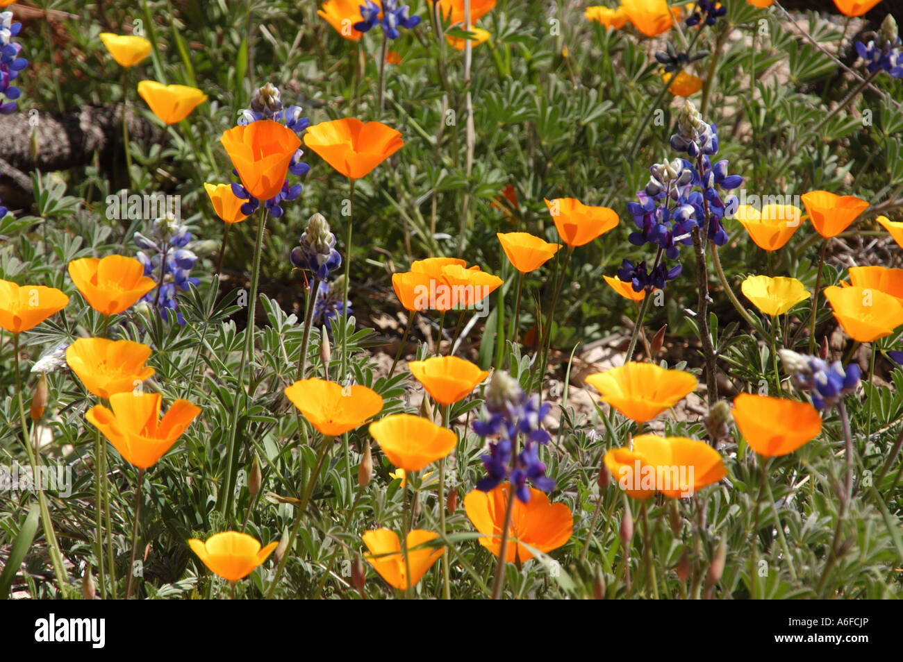 California Wildflowers Stock Photo