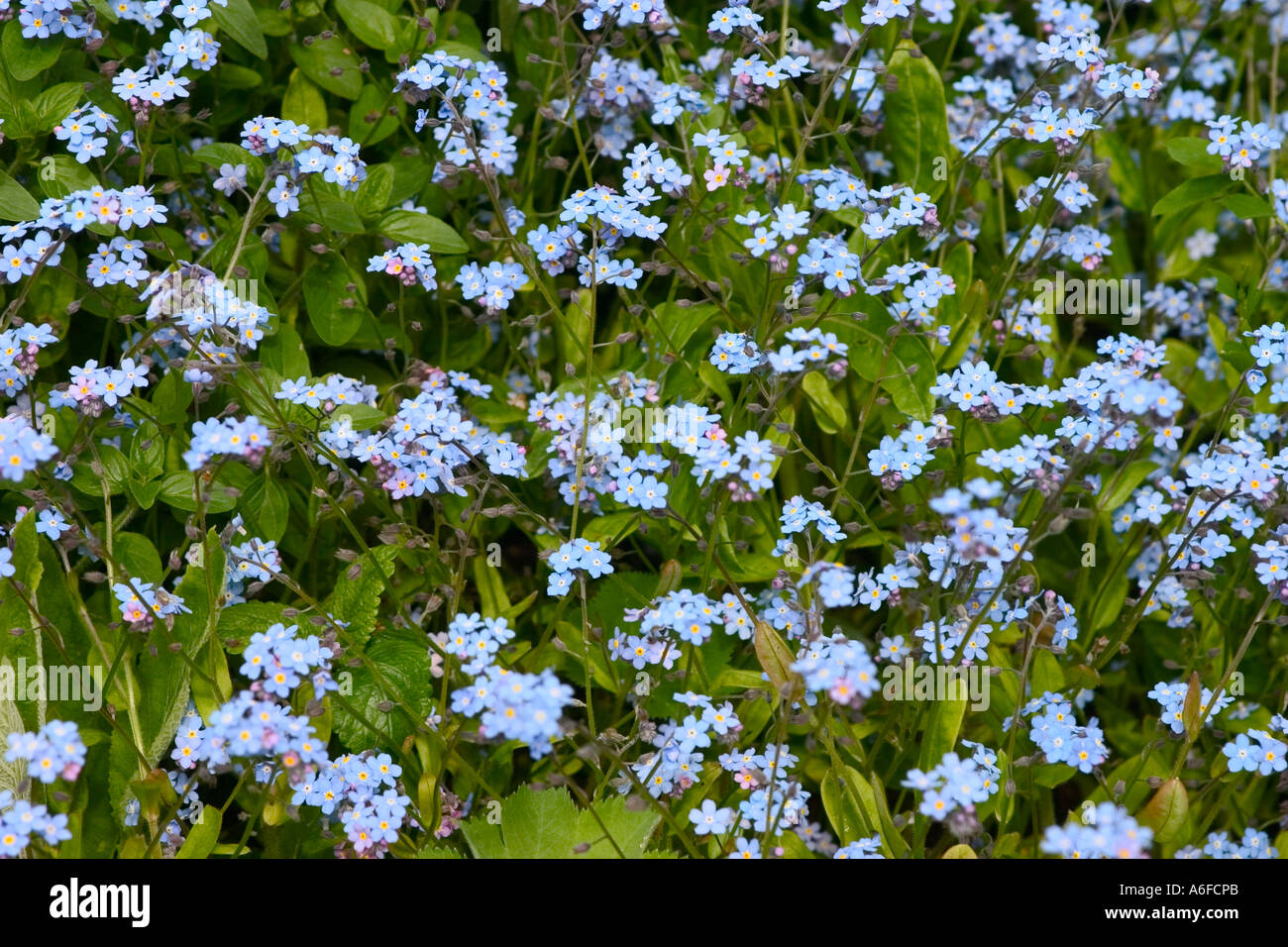 Flowering Forget-Me-Nots shot in natural environment in spring Stock Photo
