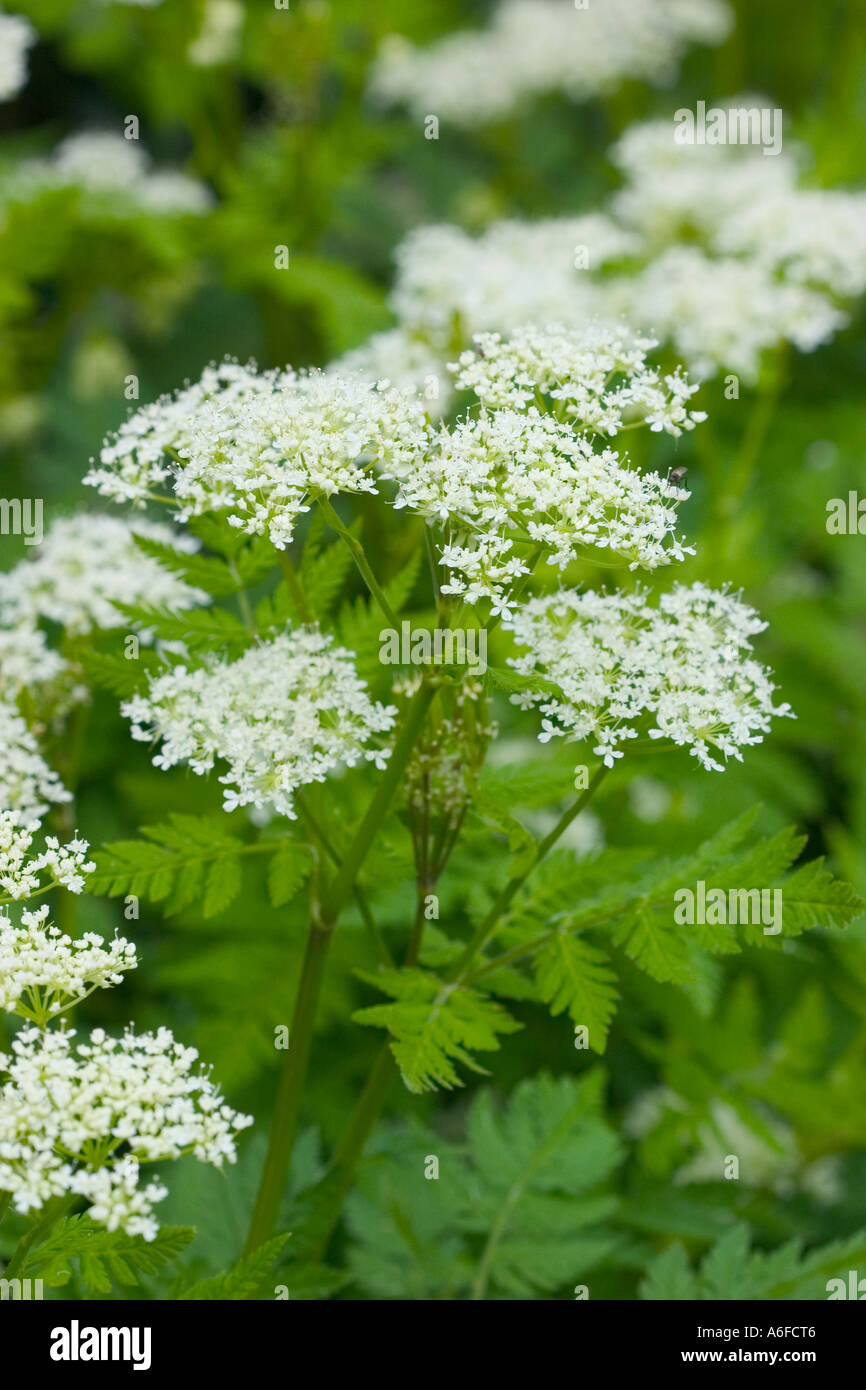 Close up shot of sweet cicely 'Myrris odorata' Stock Photo