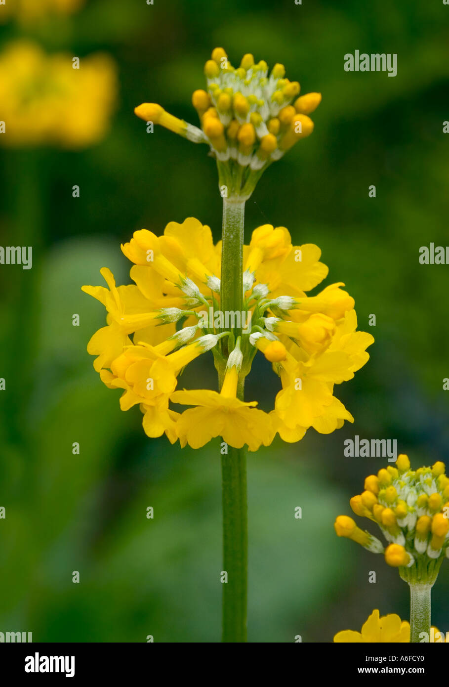 Natural environment shot of yellow Primula in spring Stock Photo