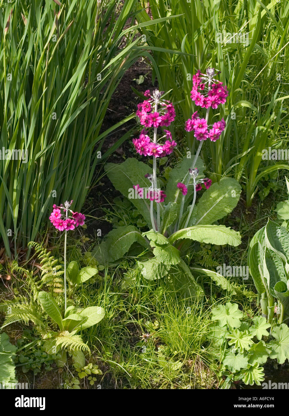 Natural shot of Primula 'Primula bulleyana' growing wild in the British isles Stock Photo