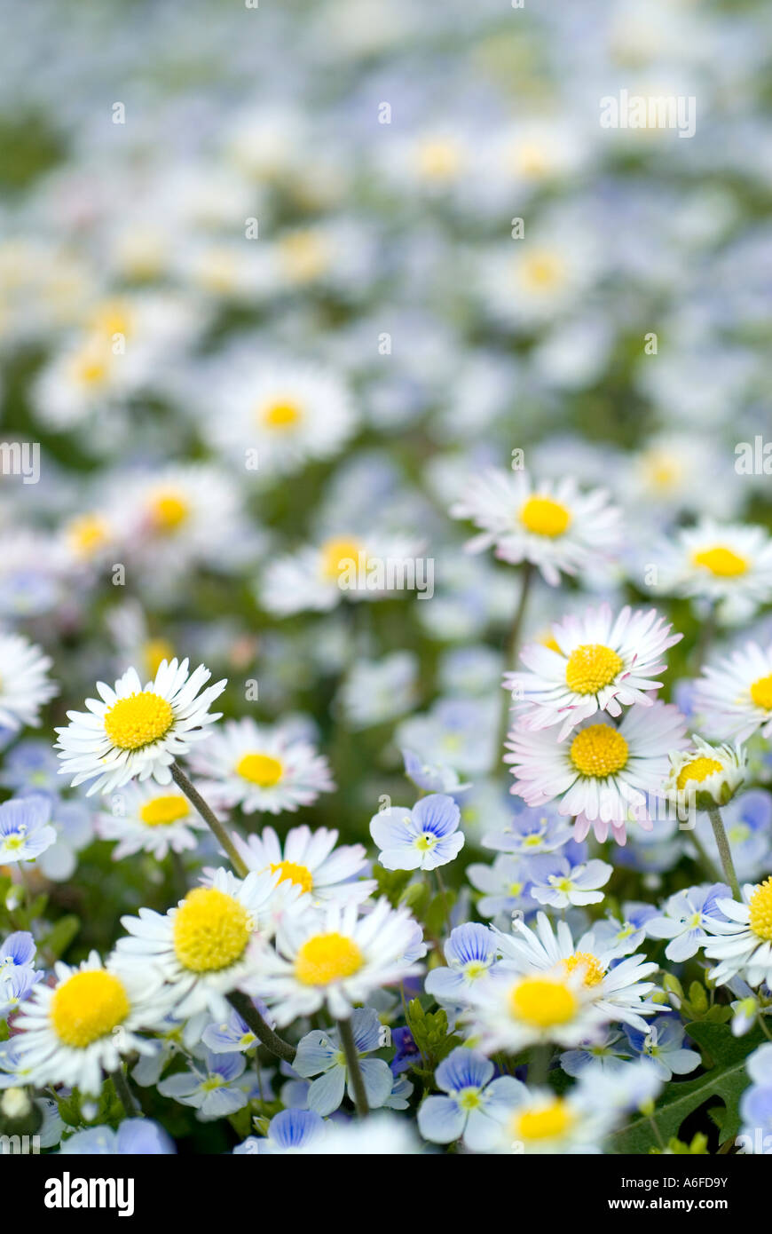 Close Up of Daisies Bellis Perennis standing together with Speedwell Veronica Persica Stock Photo