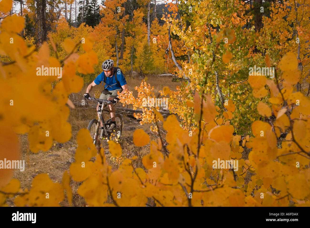 A man mountain biking past yellow aspens in Page Meadows near Tahoe City California Stock Photo