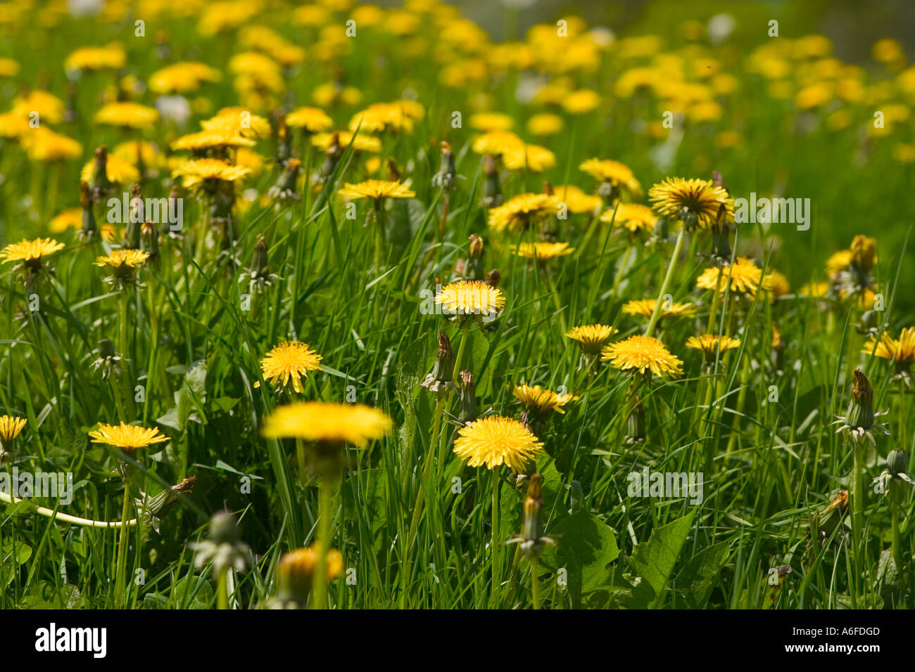 Field of flowering dandelions  'Taraxacum offiicinale' Stock Photo
