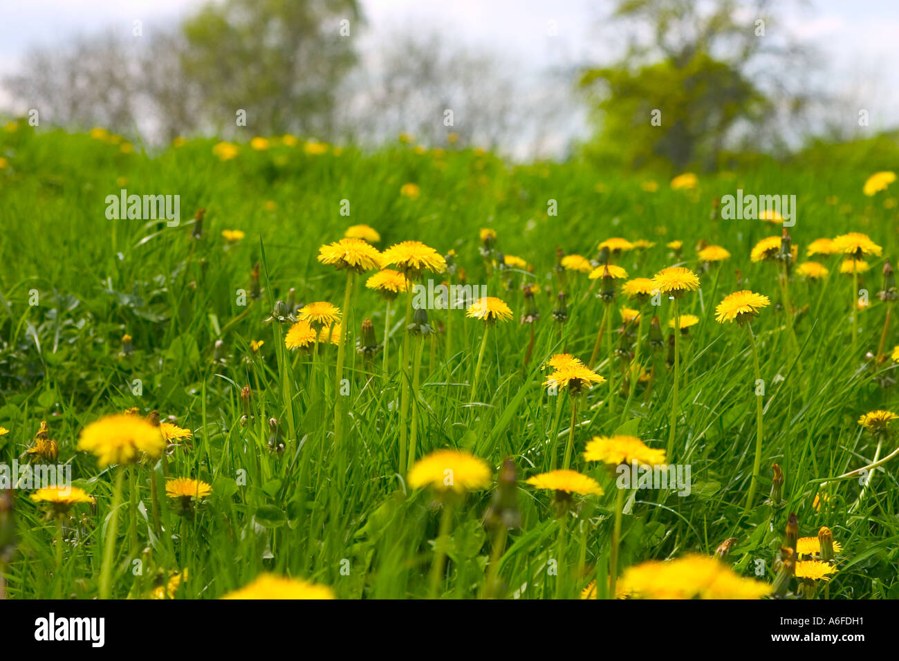 Field of flowering dandelions  'Taraxacum offiicinale' Stock Photo