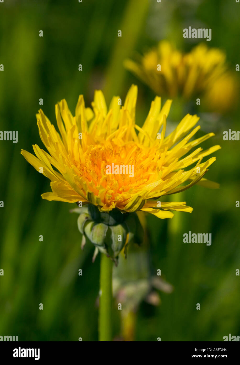 Close up shot of Dandelion 'Taraxacum offiicinale' shot in natural environment Stock Photo