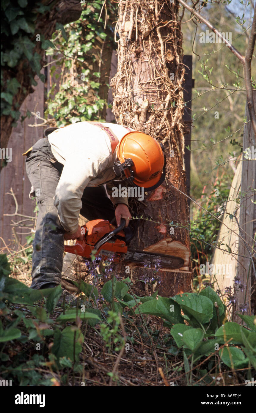 Tree felling uk hi-res stock photography and images - Alamy