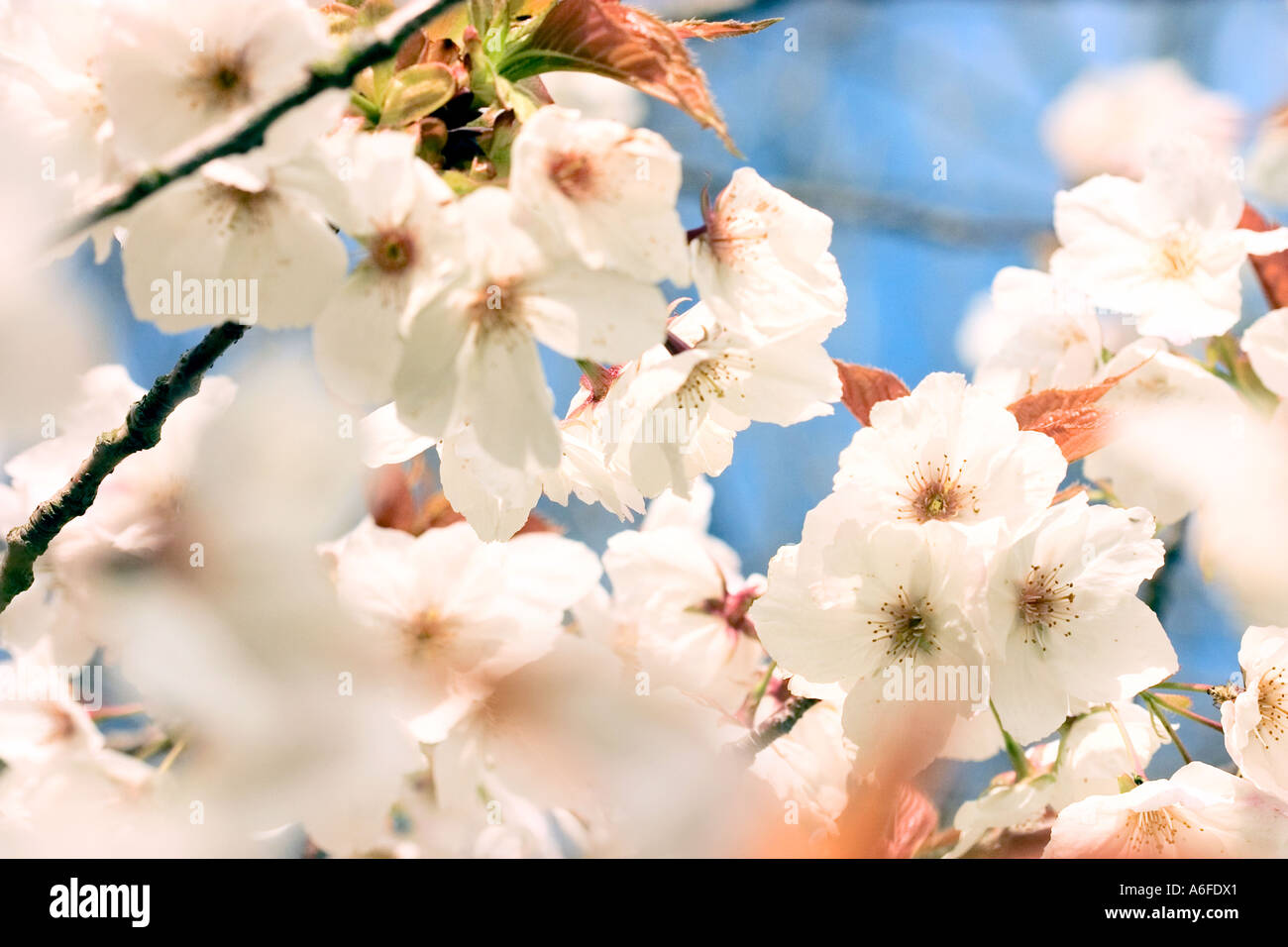 common-name-blossom-latin-name-prunus-stock-photo-alamy